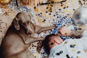 Everything You Need to Know About the Weimaraner