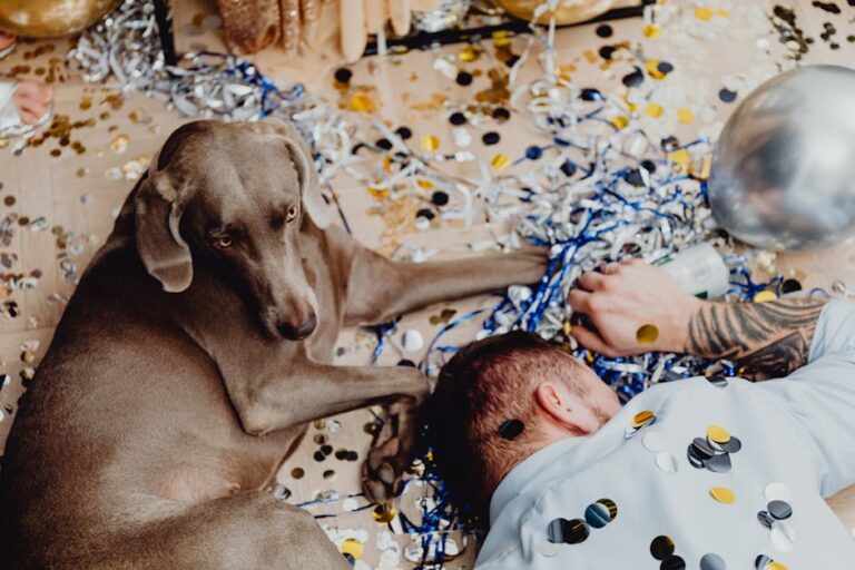 Everything You Need to Know About the Weimaraner