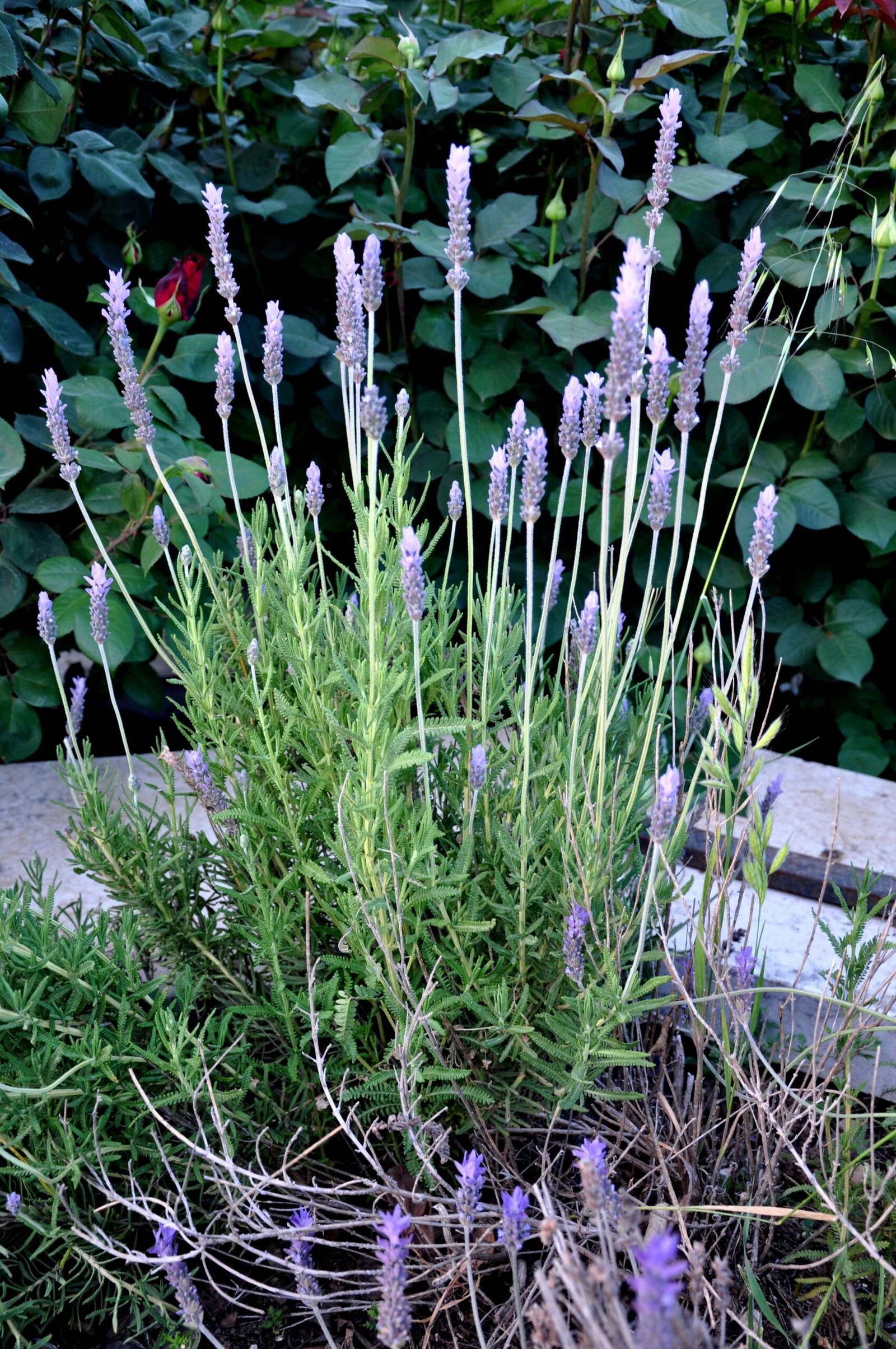 Lavender: The Elegant Flea Fighter