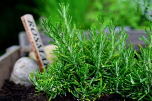 6 Yard Plants that Can Help Repel Fleas From Your Pet