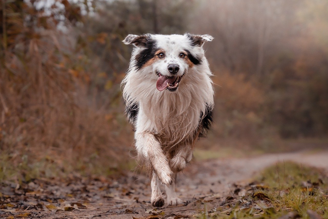 10 Ways How a Border Collie Will Keep You on Your Toes