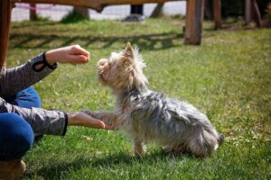 10 Ways To Help a Rescue Abused Dog Feel Safe and Secure Again