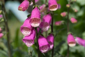 10 Garden Flowers That Are Toxic for Your Dog