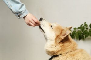 Things to Remember Before Feeding Your Dog Apples