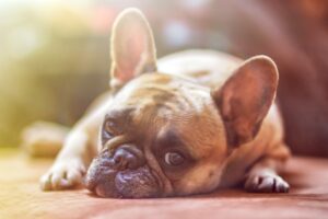 10 Warning Signs You May Need a New Vet