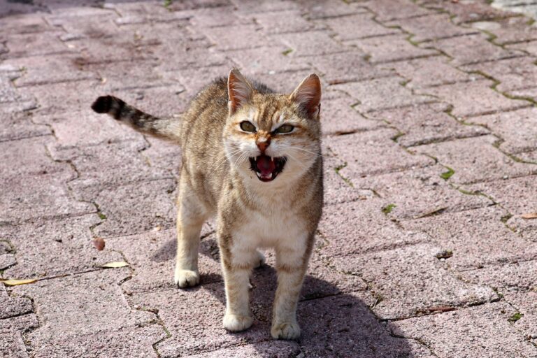 Signs of Depression in Cats