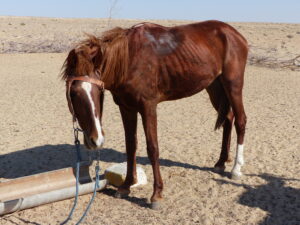 8 Signs of Stress in Horses: What Every Horse Lover Should Know
