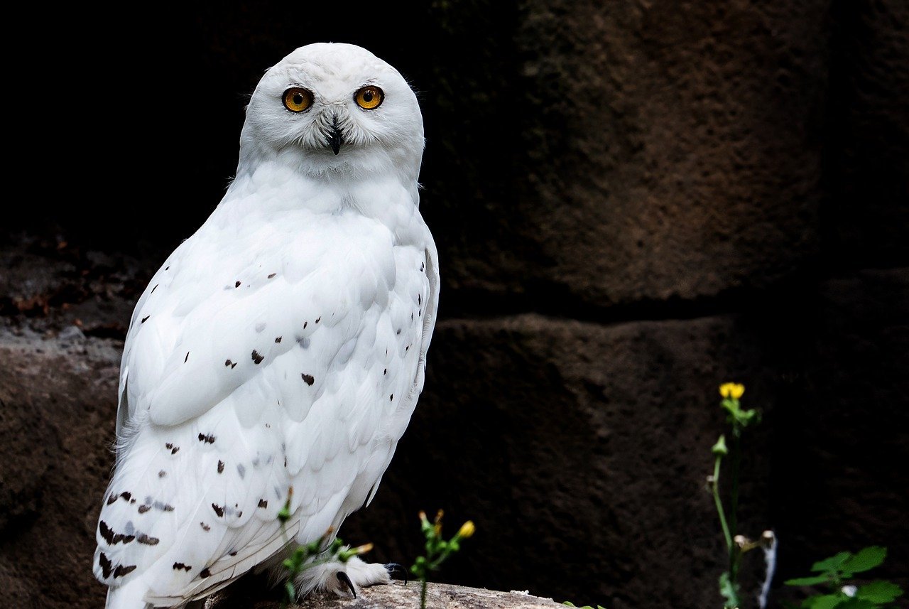 The Legal Landscape of Owning a Snowy Owl