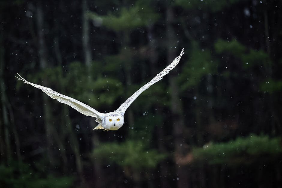 Exploring Alternatives to Keeping a Snowy Owl