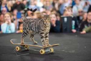 5 Compassionate and Cuddly Cat Breeds and 5 Who Prefer Keeping Their Distance