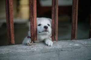 How Any Dog Can Become Extremely Dangerous Without Proper Training and Socialization