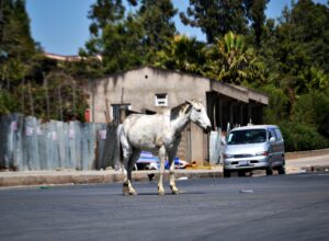 10 Things You Might Be Doing That Could Stress Out Your Horse