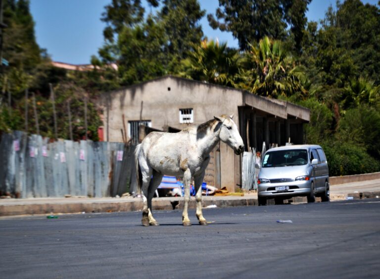 10 Things You Might Be Doing That Could Stress Out Your Horse