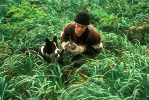 Why Border Collies Are the Most Powerful Sniffing Dogs