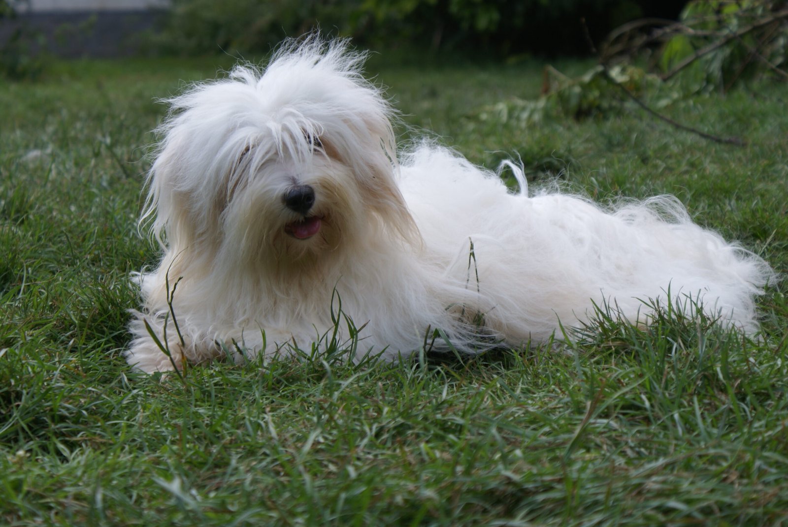 Coton de Tulear: The Cottony Delight