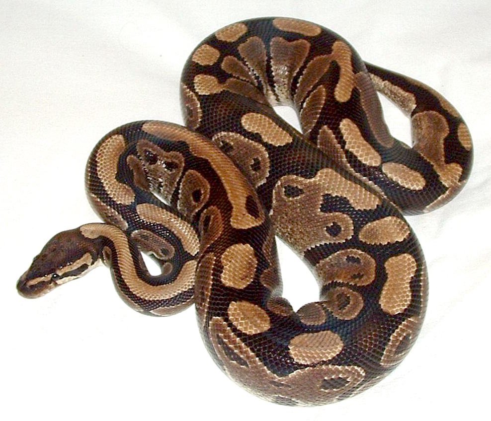 1. Ball Python: The Gentle Giant