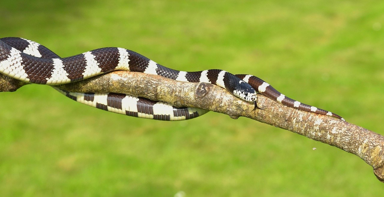 3. California Kingsnake: The King of Adaptability
