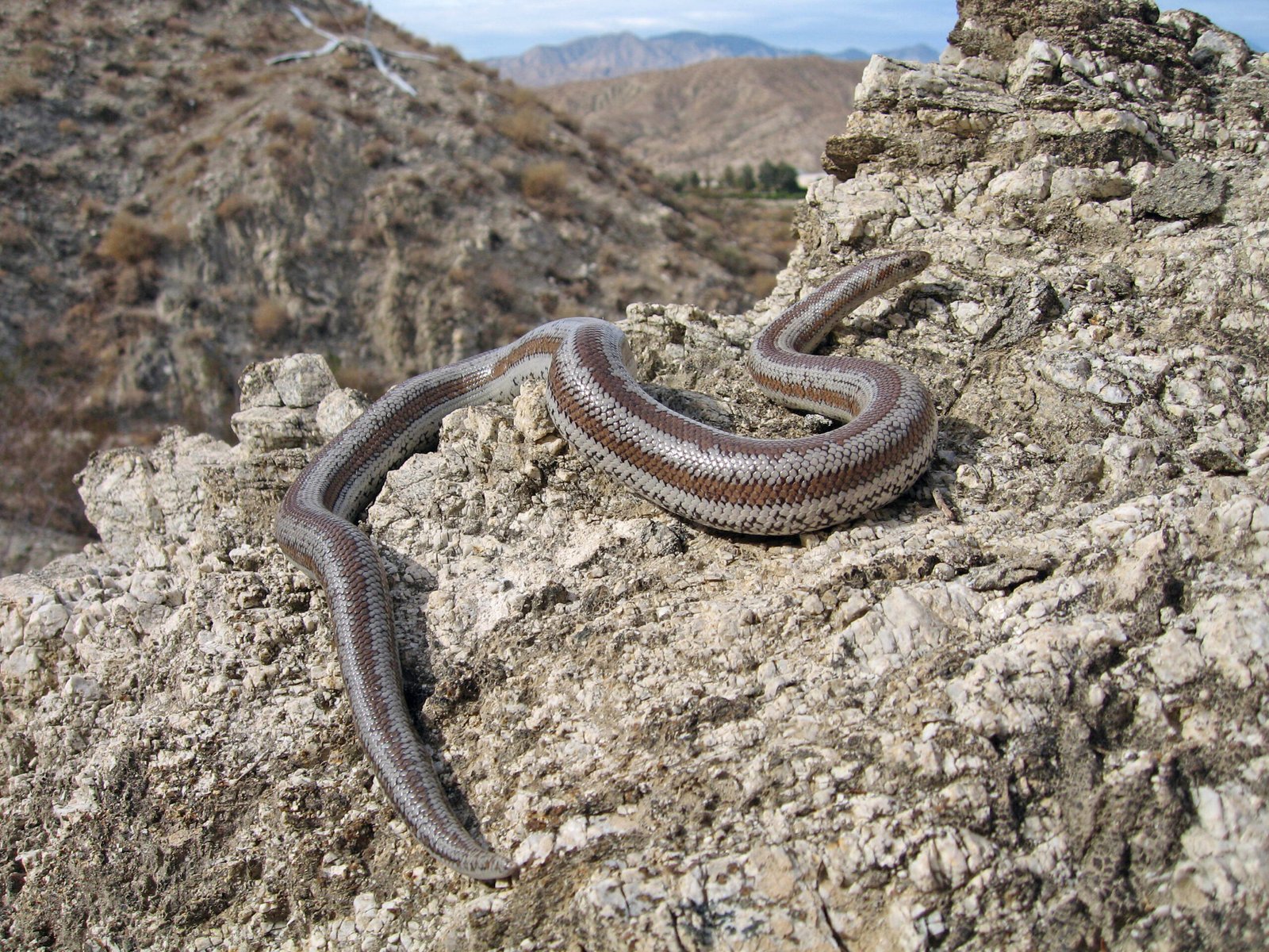 6. Rosy Boa: The Desert Jewel