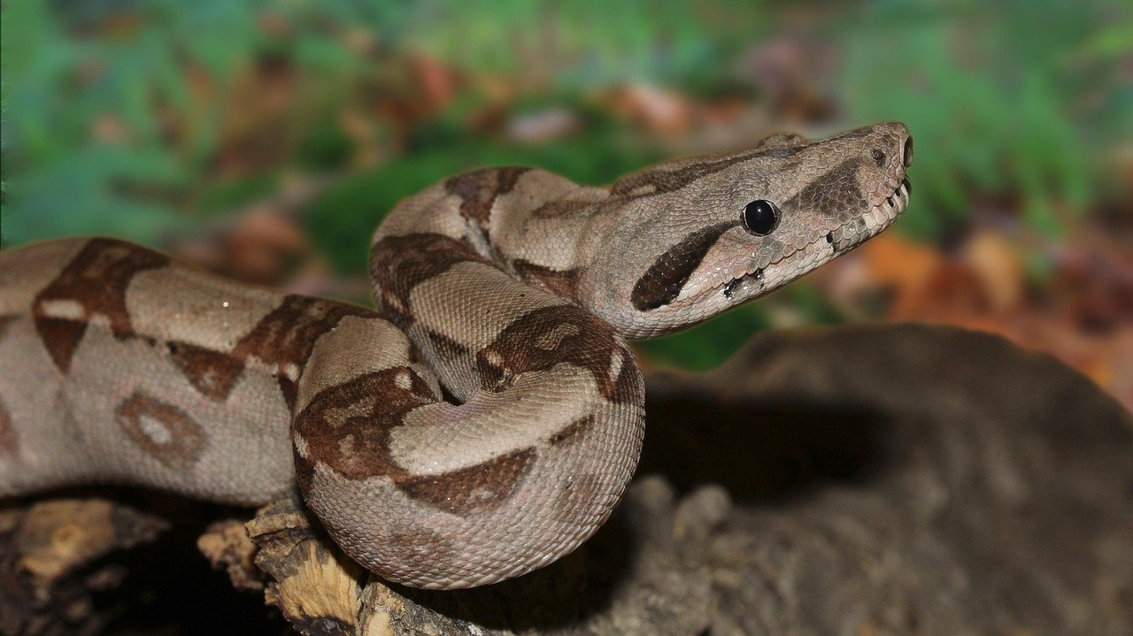 7. Kenyan Sand Boa: The Burrowing Beauty
