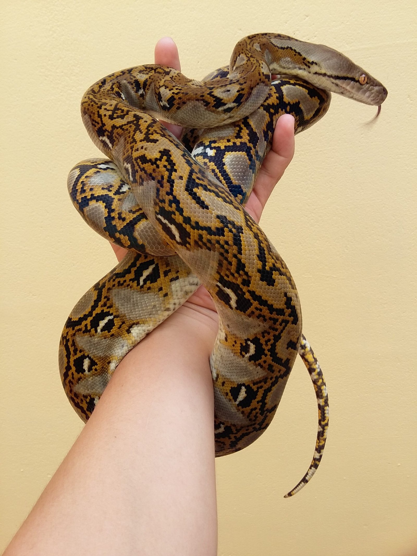 10. Reticulated Python: The Escape Artist