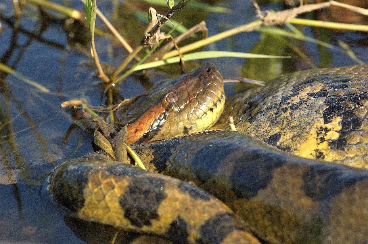11. Green Anaconda: The Massive Predator
