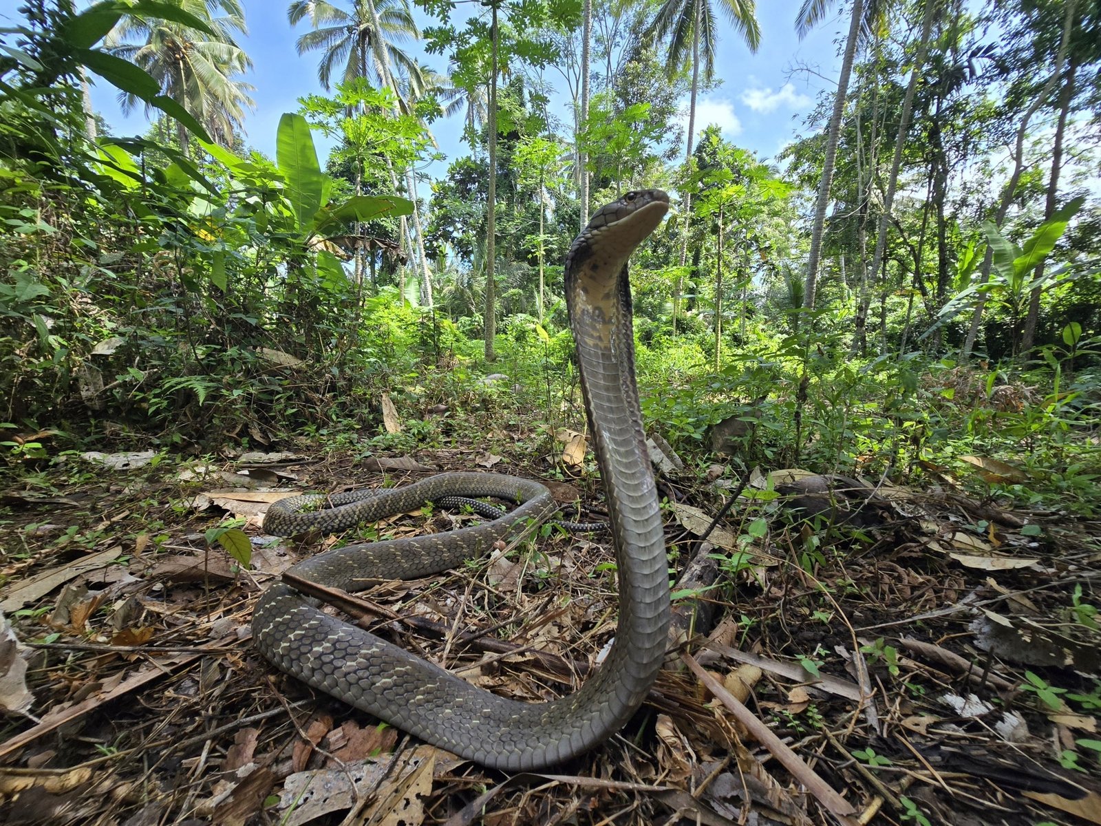 12. King Cobra: The Venomous Majesty