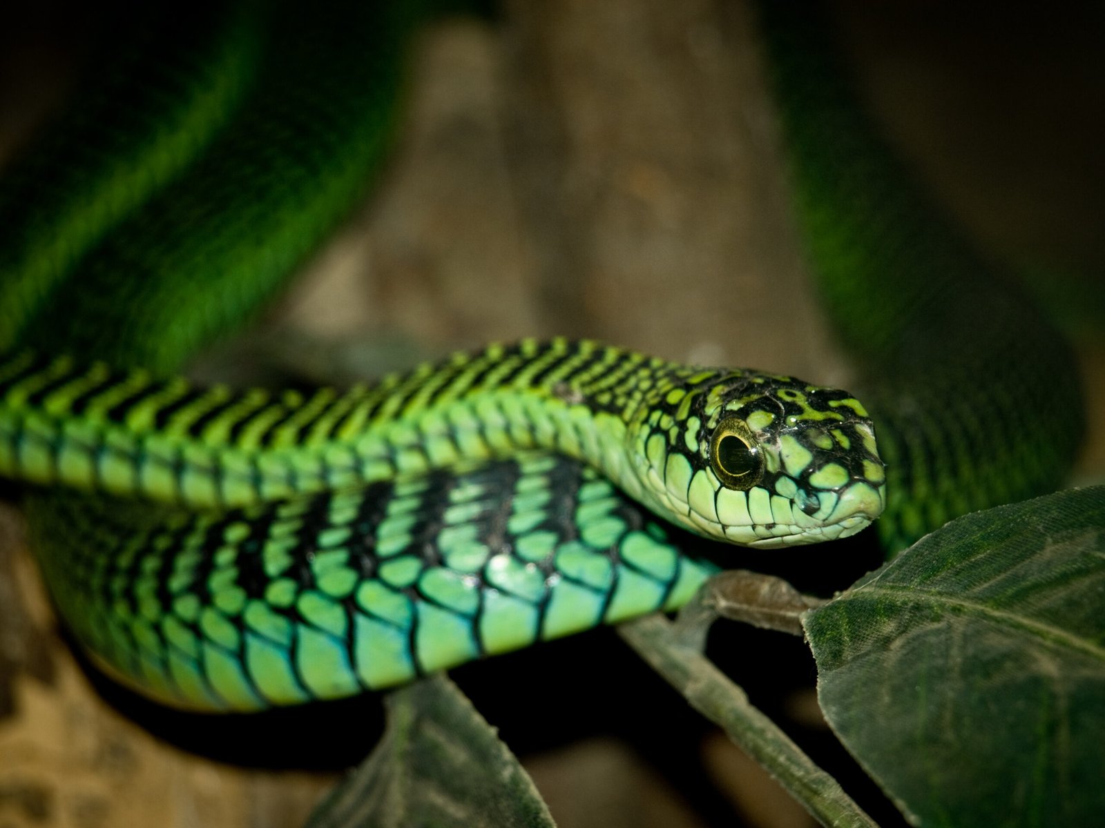 13. Boomslang: The Lethal Beauty