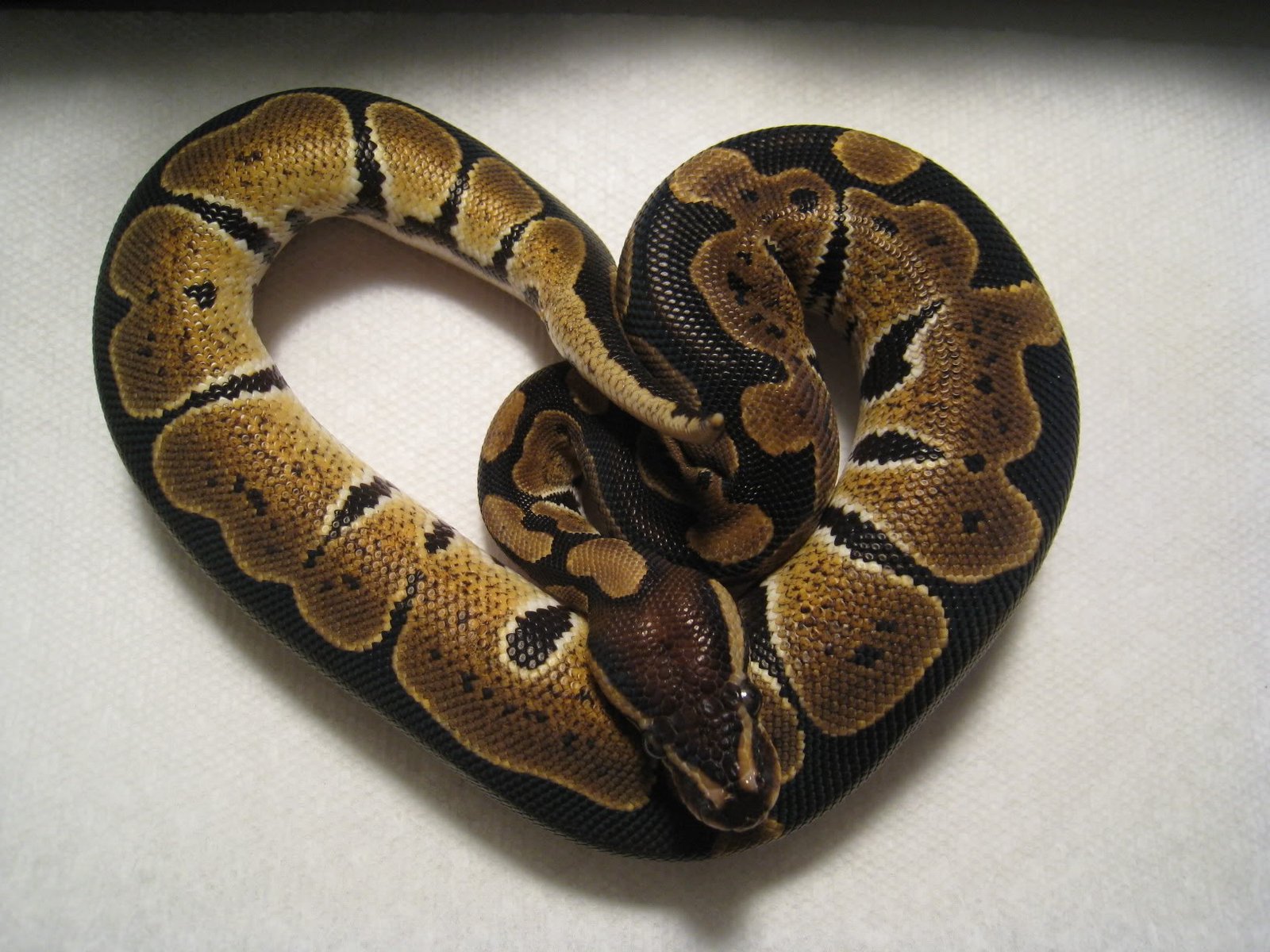 Feeding Frequency for Juvenile Ball Pythons
