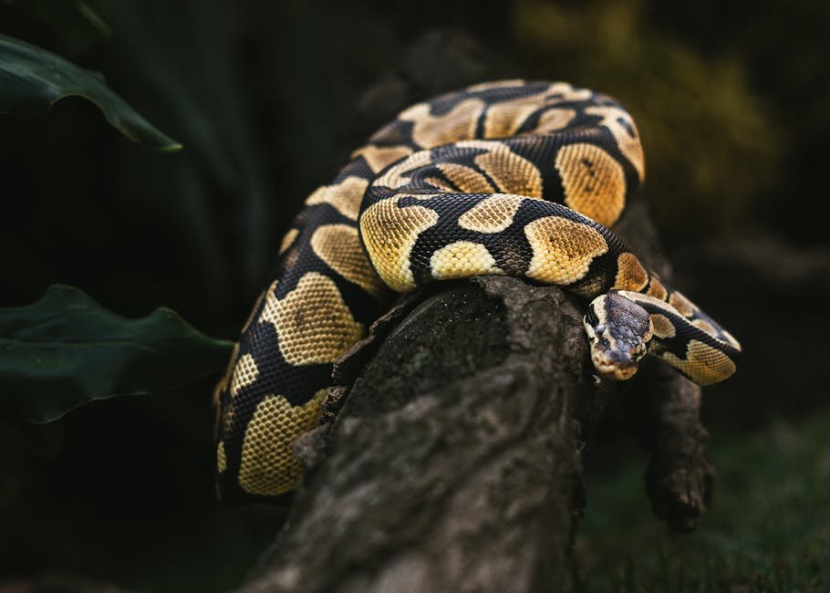 Signs Your Ball Python is Hungry