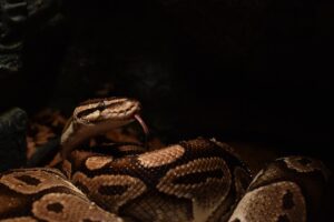 How Many Times Should You Feed a Ball Python