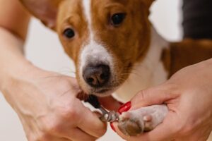 8 Tips to Make Trimming Your Dog's Nails Easier