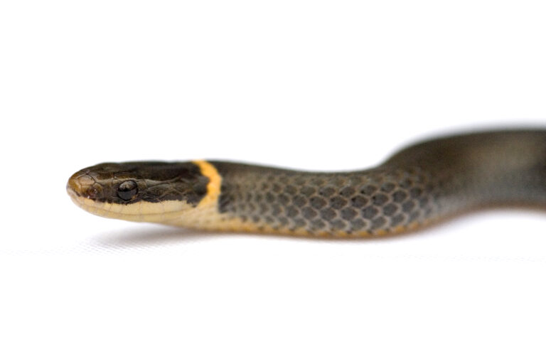 How To Care For Ringneck Snakes