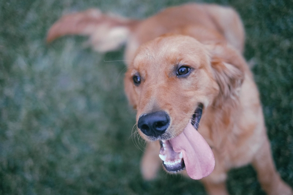 Golden Retriever: The Gentle Companion