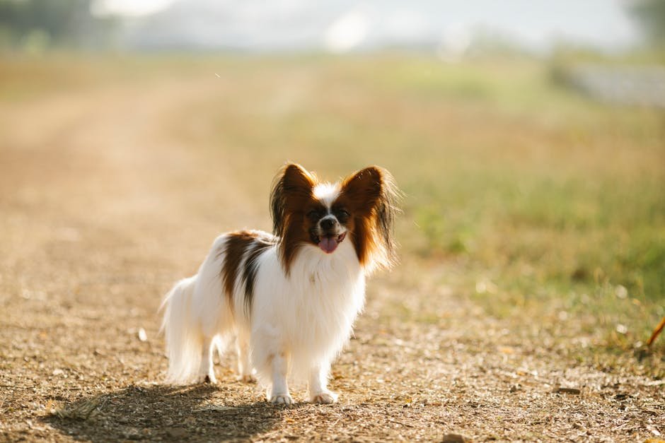Papillon: The Elegant Entertainer