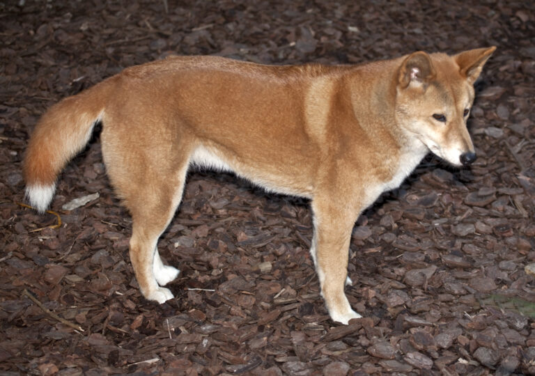 Meet the Largest Living Land Predator Down Under: The Dingo