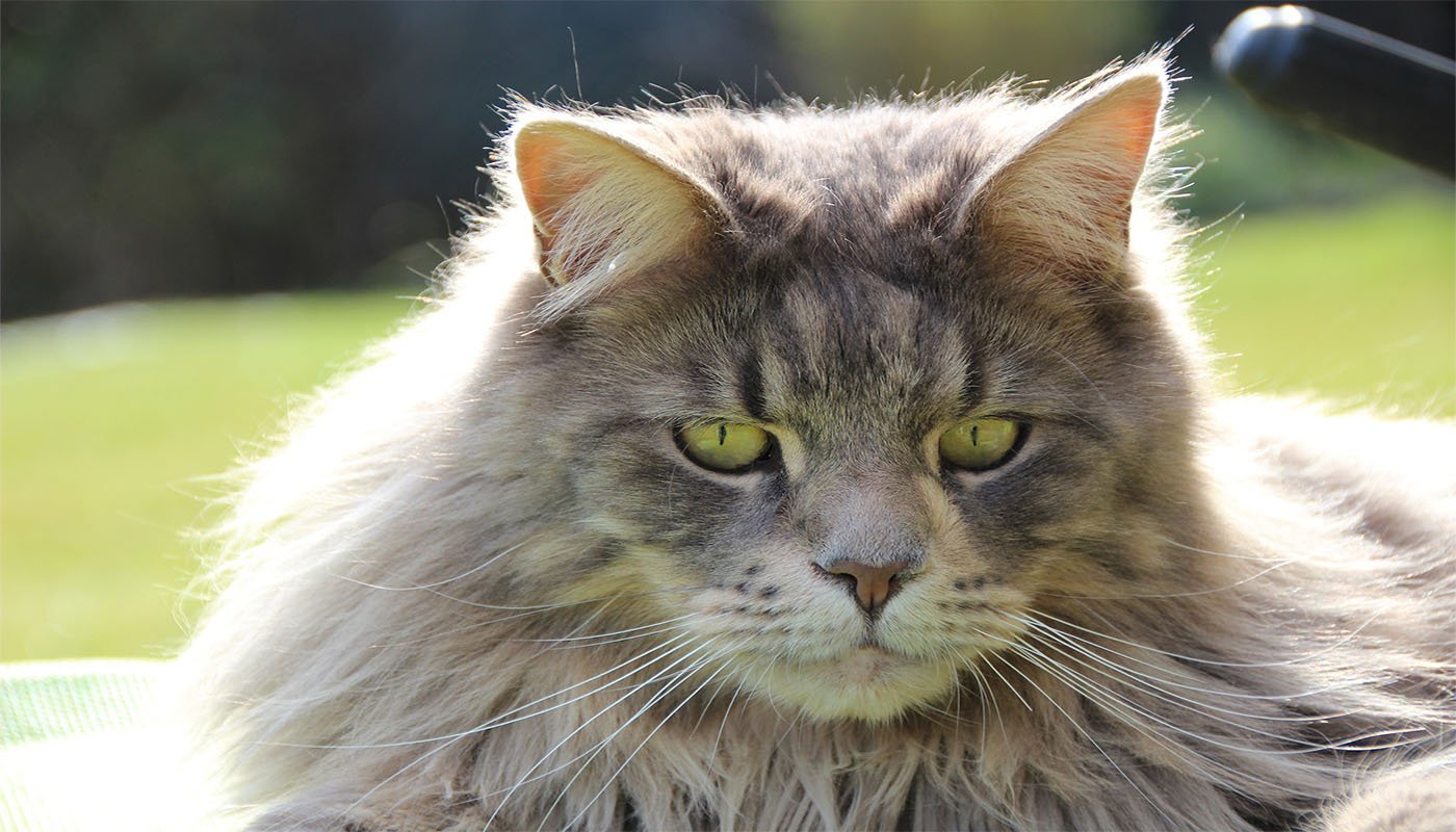 Maine Coon: The Gentle Giant