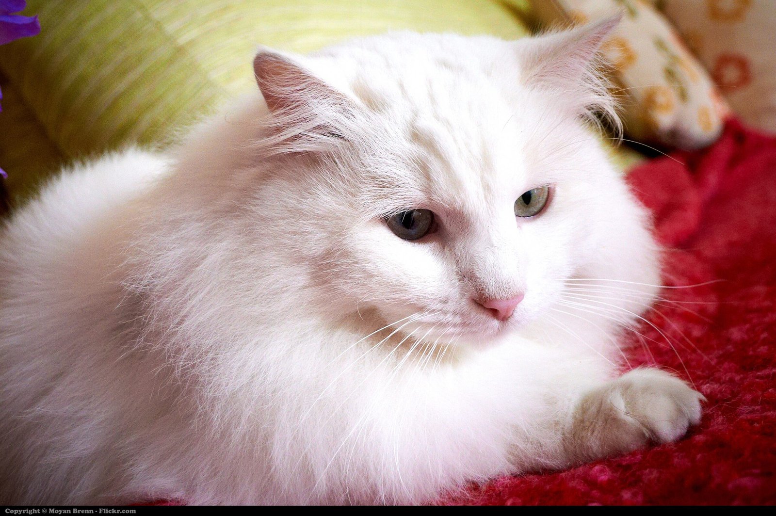 Turkish Angora: The Elegant Fluff