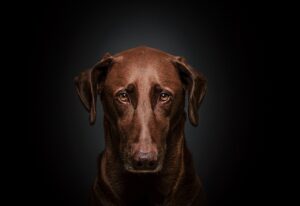 12 Things That Can Accidentally Break Your Dog’s Trust