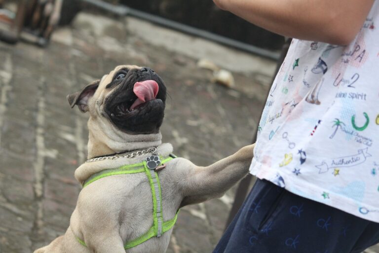 10 Things Dog Owners Do in Public that Could Appear Annoying to Others