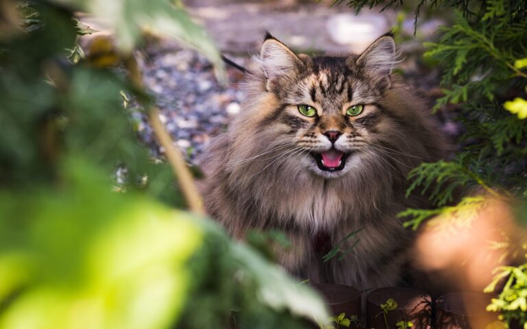 How to Soothe a Stressed and Scared Cat