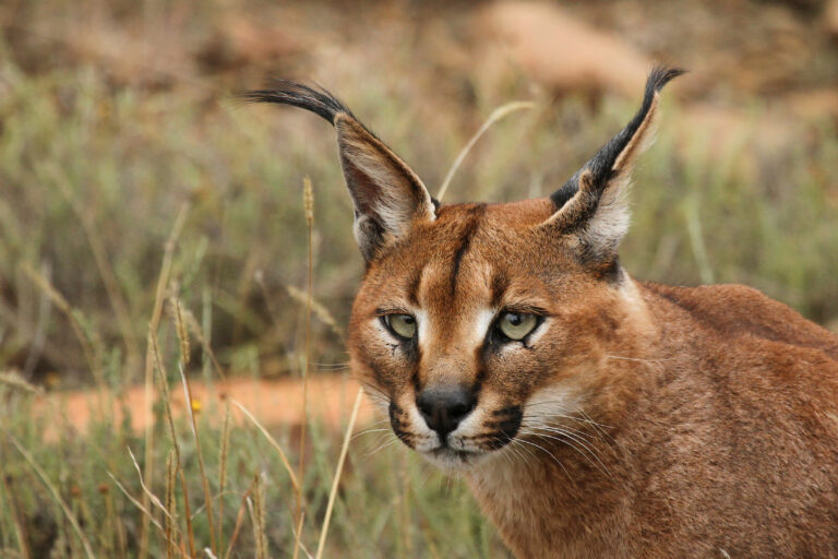 10 Cat Breeds That Should Never Be Kept as Pets