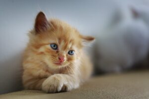 Signs of Depression in Cats