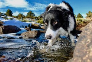 13 Most Loving Dog Breeds that Can Tell When You're Sad