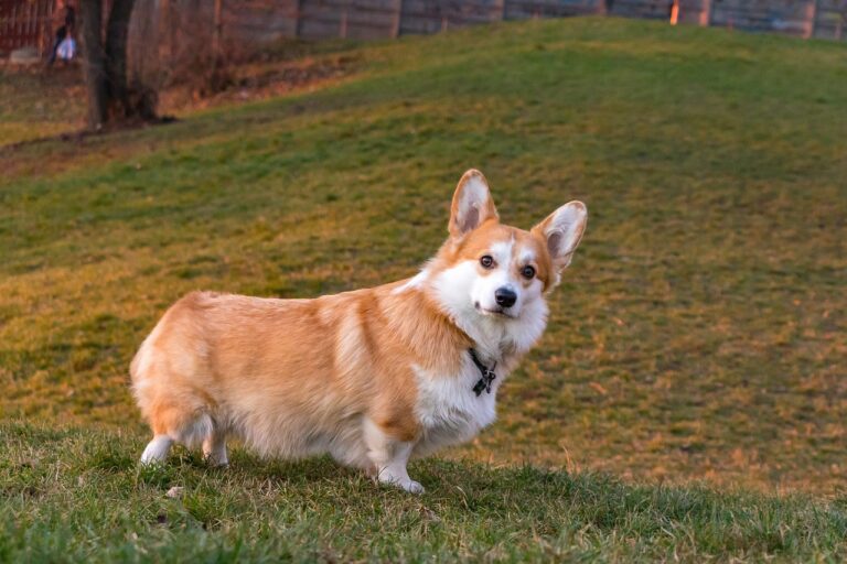 20 Most Popular Dog Breeds in the USA and Why We Love Them So Much