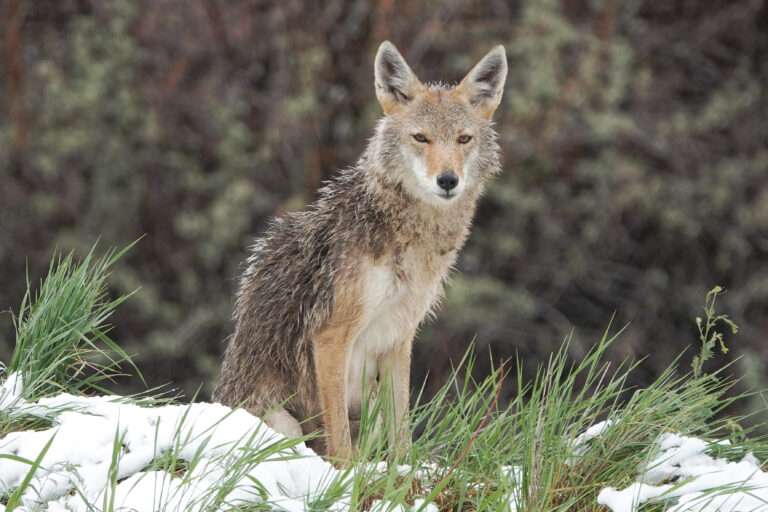 What You Should Do If You See a Coyote in Your Backyard