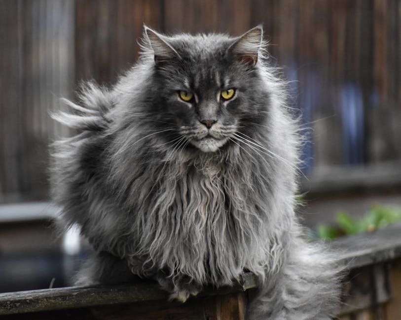 4. Maine Coon: The Gentle Giant of the Cat World