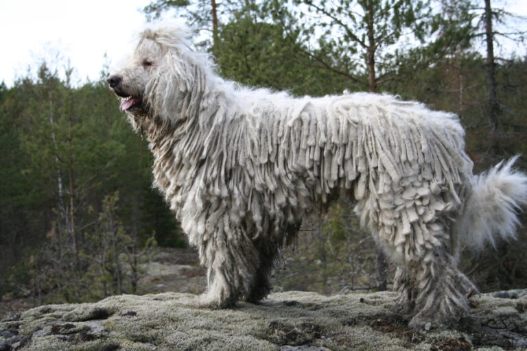 12 Reasons Why the Fiercely Protective Komondor is One of the World's Most Unique Dogs