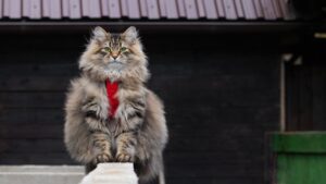 12 Independent Cat Breeds That Will Love You on Their Own Terms Only