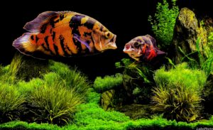 Fish You Should Never Keep In Your Aquarium