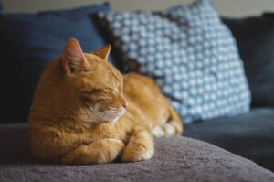 13 Things You Do That Break Your Cat's Heart